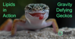 Gecko Lipids Image For Social