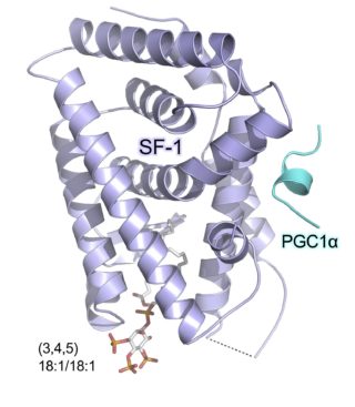 Sf1 Crystal Structure
