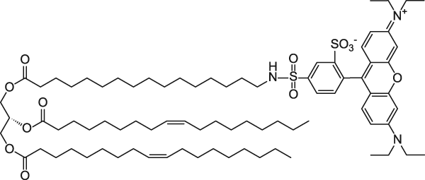 16:0-LR/18:1/18:1 TG - lissamine rhodamine