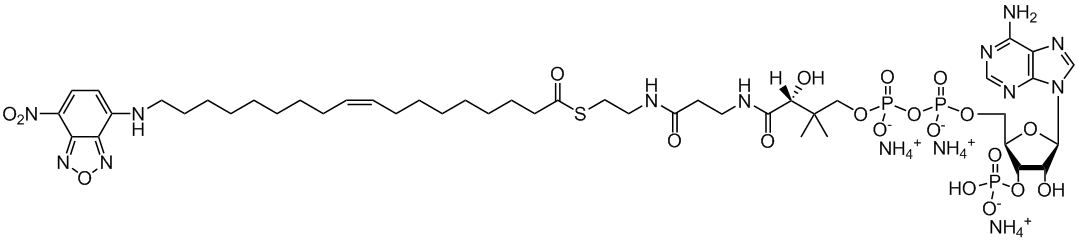 18-NBD 18:1 Coenzyme A